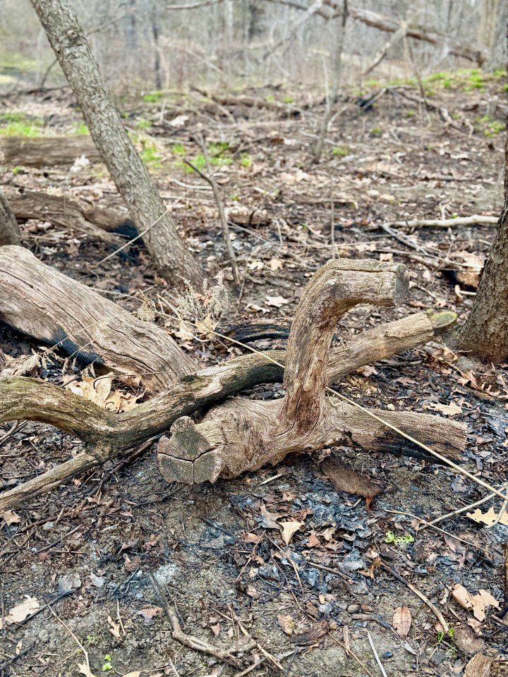 Deadfall in a Prescribed burn